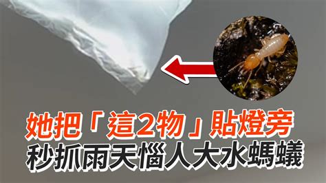 大水螞蟻巢穴|「大水螞蟻」不是蟻，而是蟑螂親戚！大水螞蟻怕什。